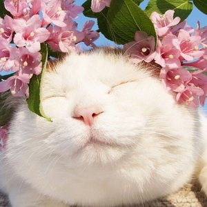 火影18 游戏手游入口
